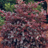 Tall Loropetalum shrub with burgundy foliage