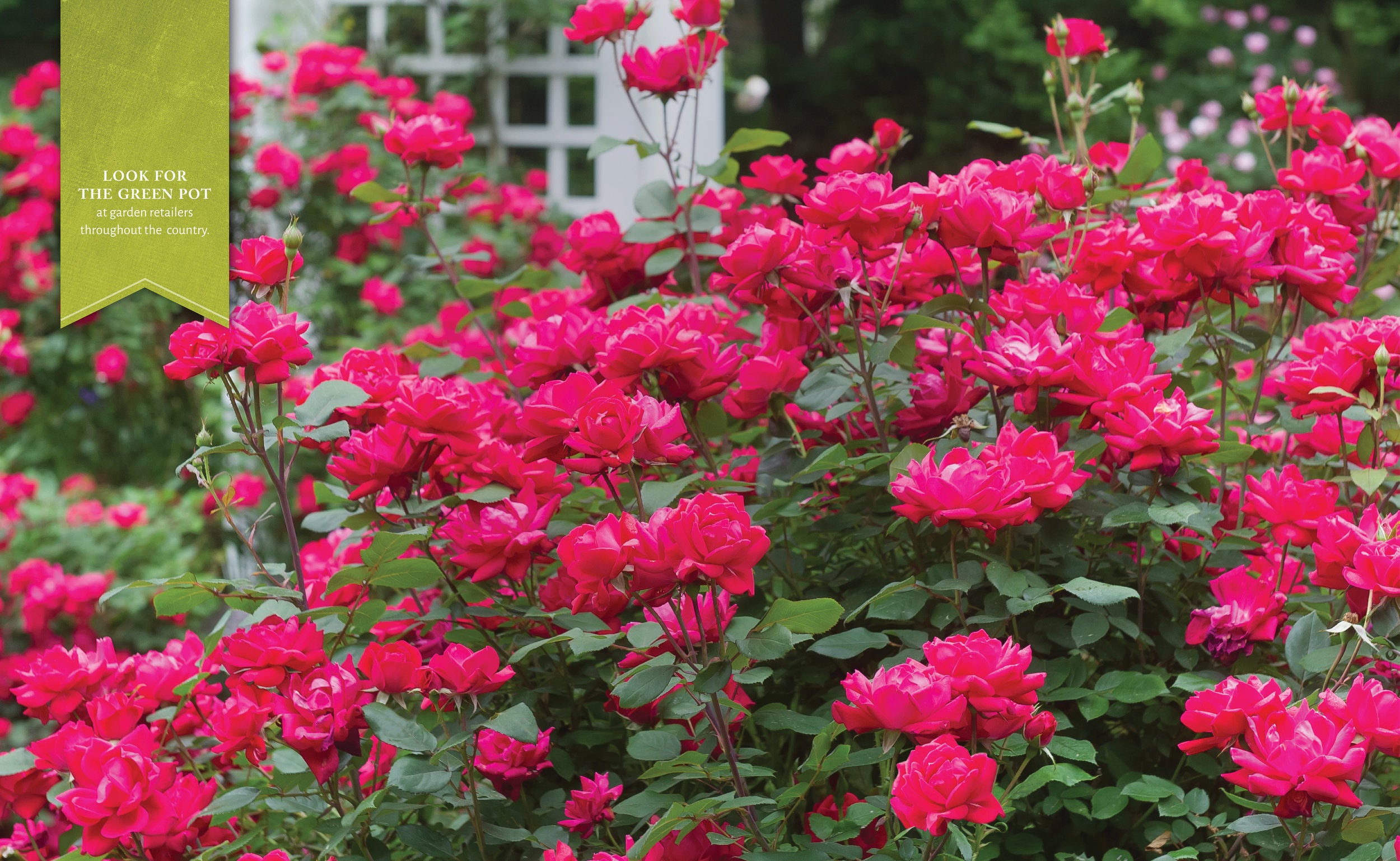 Knockout Roses Care