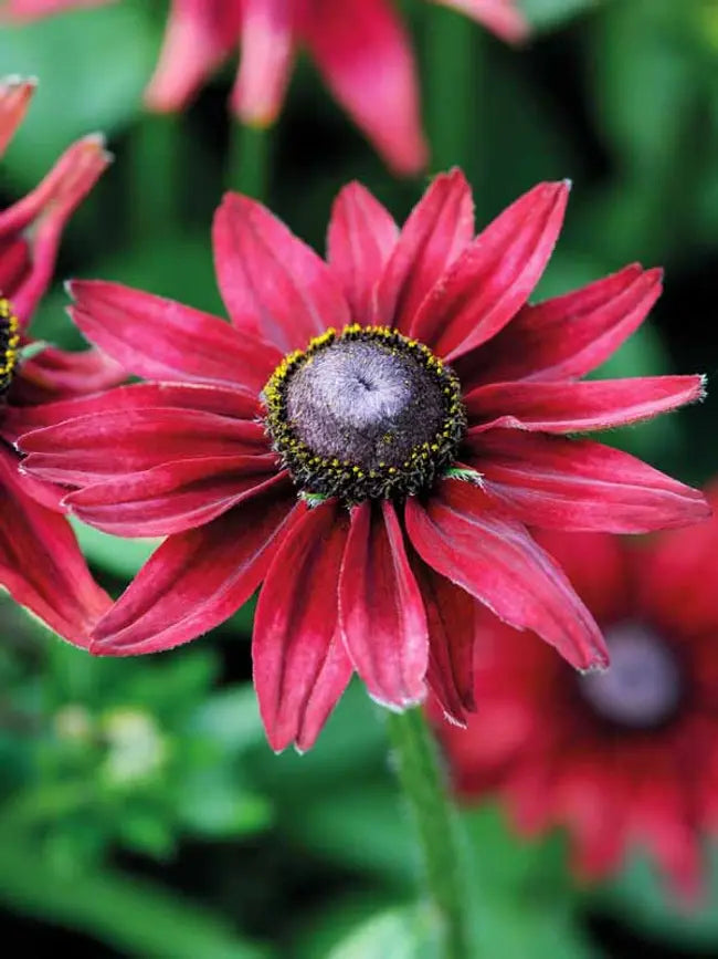 Rudbeckia Hirta 'Cherry Brandy'