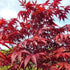 Red Japanese Maple (New)