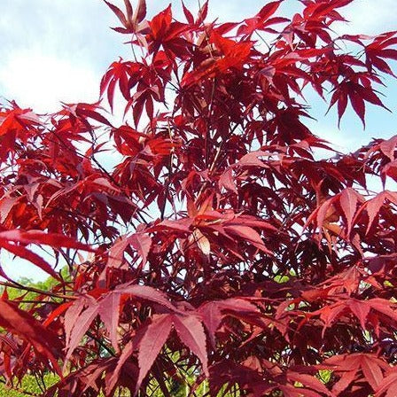 Red Japanese Maple (New)