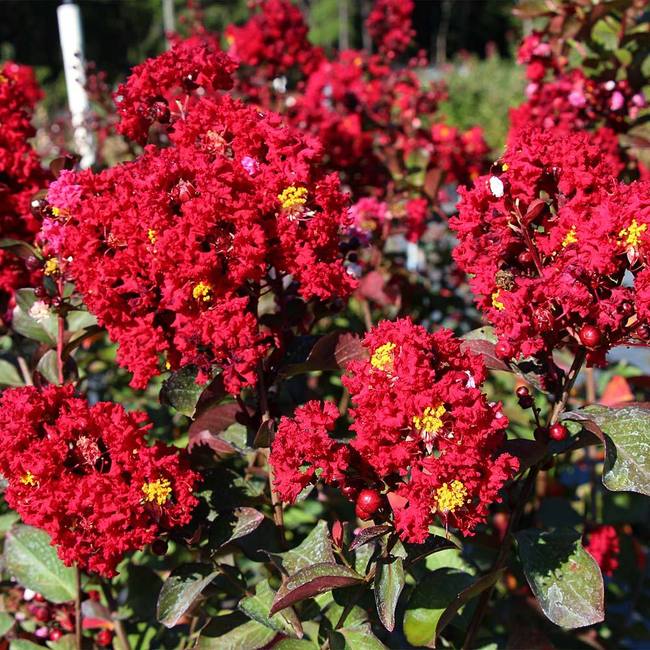 Red Rocket Crape Myrtle