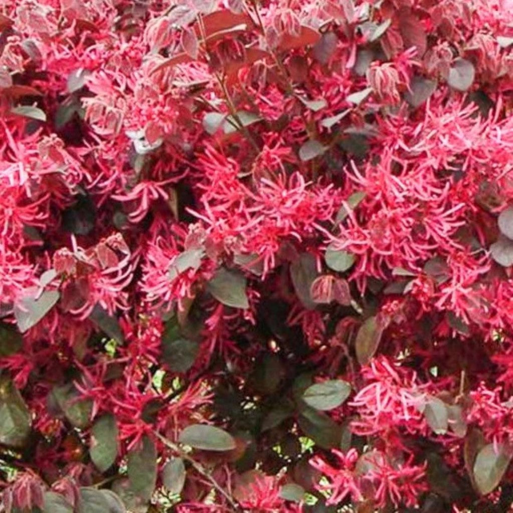 Red Chocolate Loropetalum