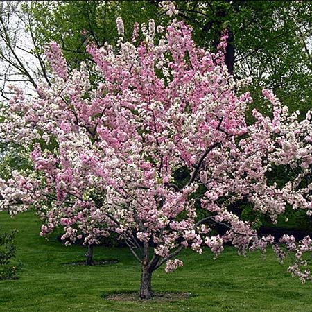 Pixies Gardens Robinson Crabapple 3 Gallon