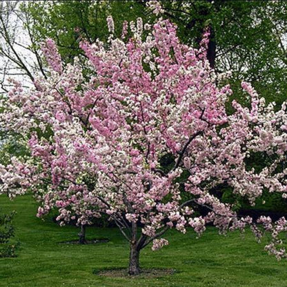 Robinson Crabapple