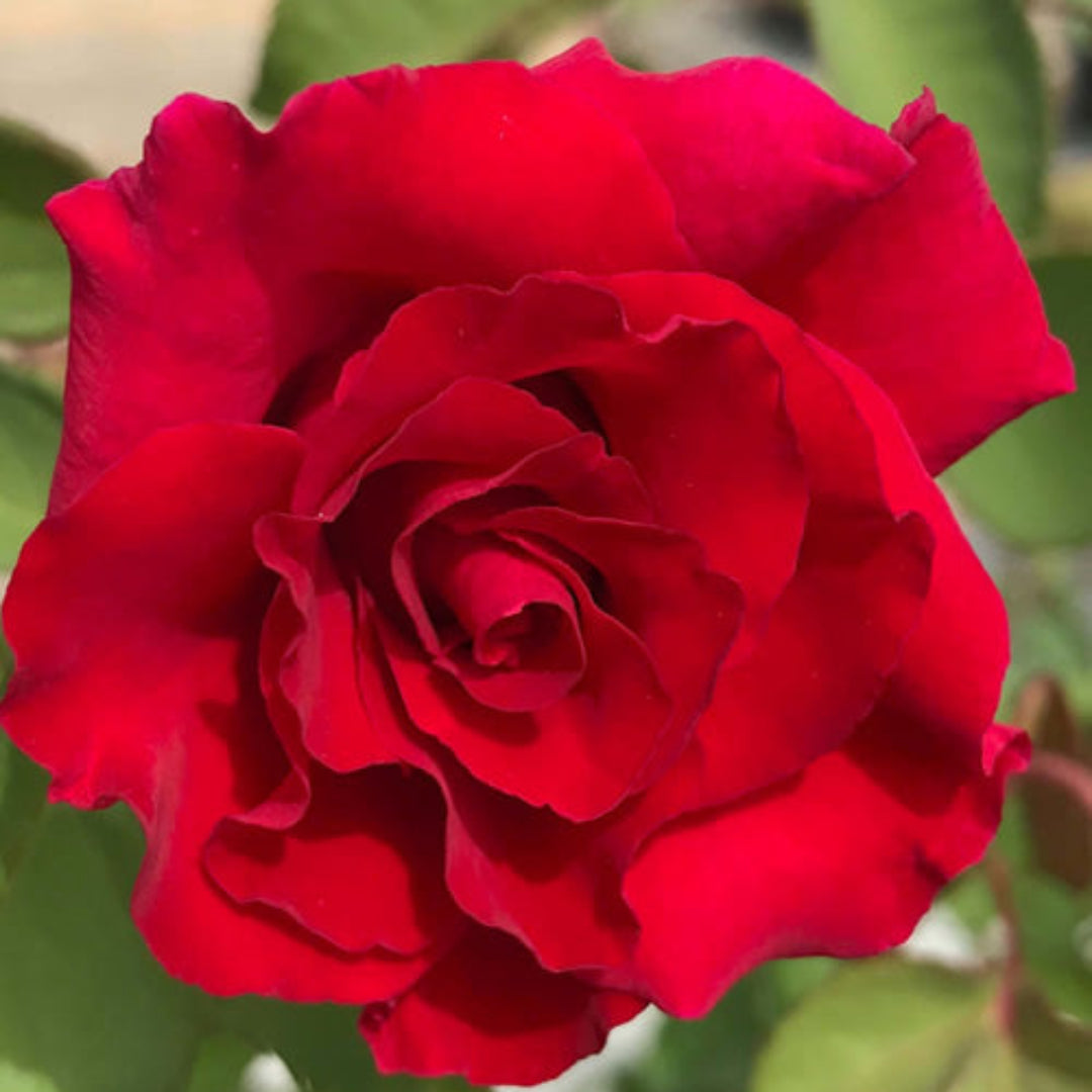 Brindabella Red Empress Rose