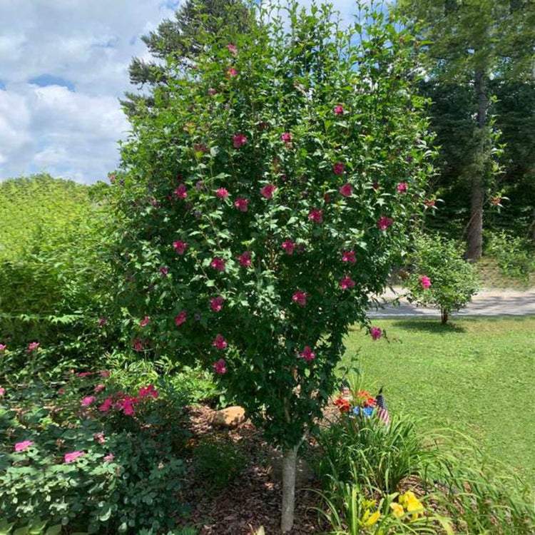 Variegated Althea Tree Live Plant for Sale
