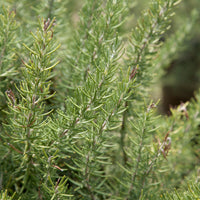 Rosemary Chef's choice