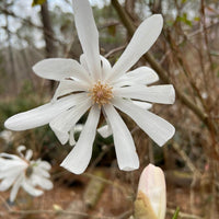 Royal Star Magnolia tree with white spring flowers