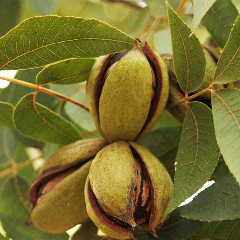 Kiowa Pecan Tree, Produces a Very Large, High Quality Nut.