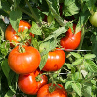 Tomato Plant 'Rutgers'