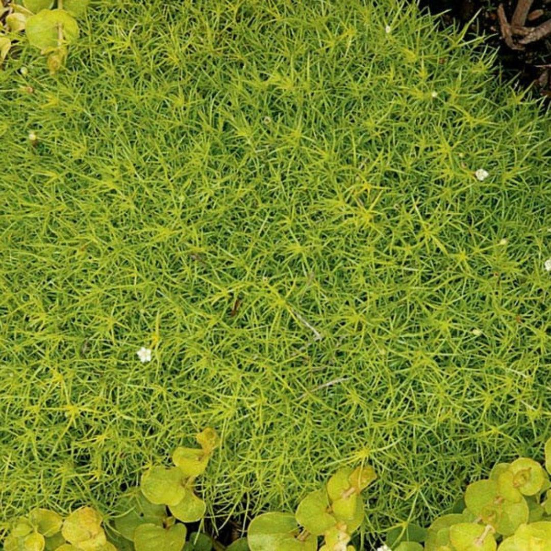 Golden Scotch Moss ground cover plant with dense mat growth