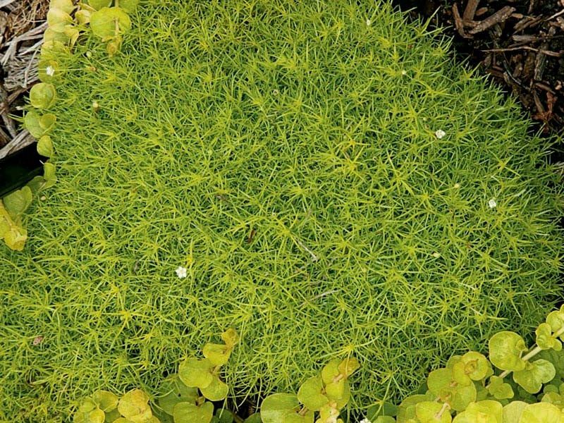 (10 Count Flat 4.5 Inch Pots) Sagina Subulata 'Aurea' Scotch Moss, (Ground Cover), Low Moss-Like Carpet of Bright Neon-Yellow Foliage