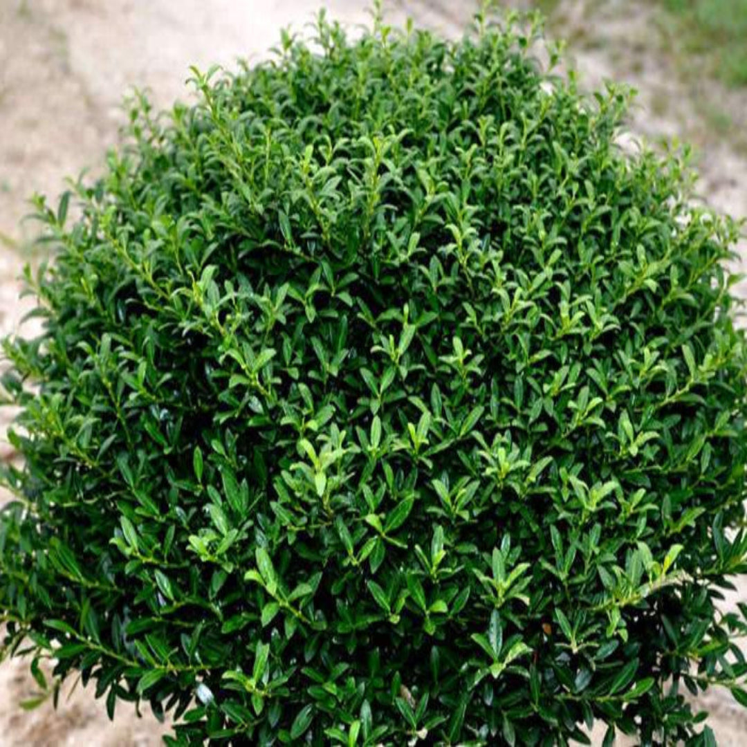 Soft Touch Compact Holly- Outstanding Evergreen Shrub with Soft, Glossy Leaves
