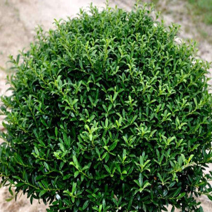 Soft Touch Compact Holly- Outstanding Evergreen Shrub with Soft, Glossy Leaves