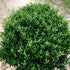 Soft Touch Compact Holly- Outstanding Evergreen Shrub with Soft, Glossy Leaves
