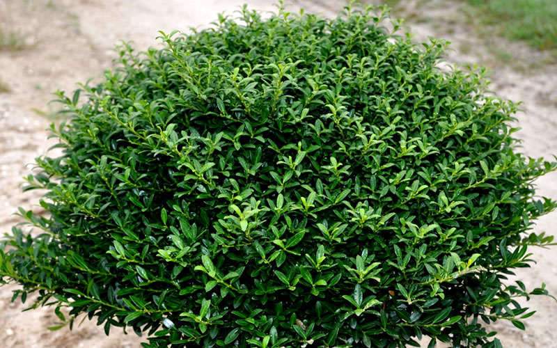 Soft Touch Compact Holly- Outstanding Evergreen Shrub with Soft, Glossy Leaves