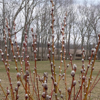 French Pussy Willow, Large, Upright, Oval To Rounded Shrub. Produces Large Velvety Silver White Catkins In Early Spring.