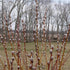 French Pussy Willow, Large, Upright, Oval To Rounded Shrub. Produces Large Velvety Silver White Catkins In Early Spring.