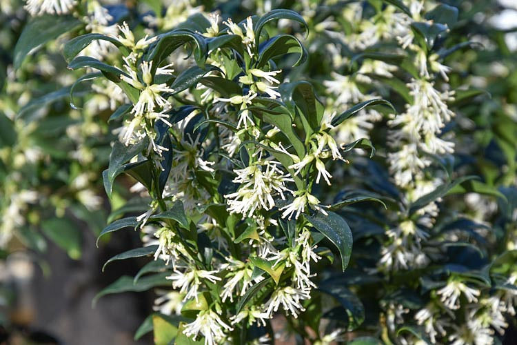 Sarcococca Sweet Box