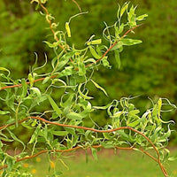 Scarlet Curly Willow