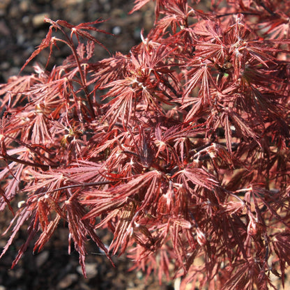 Scarlet Princess Japanese Maple
