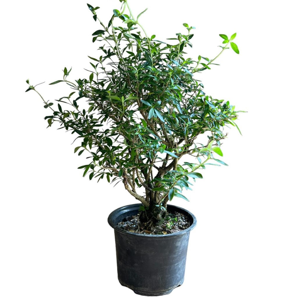 Bonsai Serissa Japonica (Live Plant) Indoor/Outdoor Plant