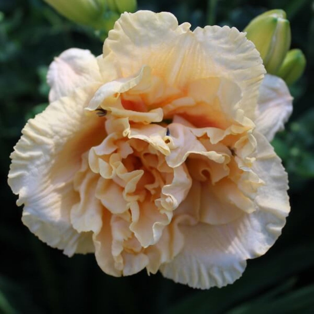 Hemerocallis Rainbow Rhythm 'Siloam Peony Display' Daylily