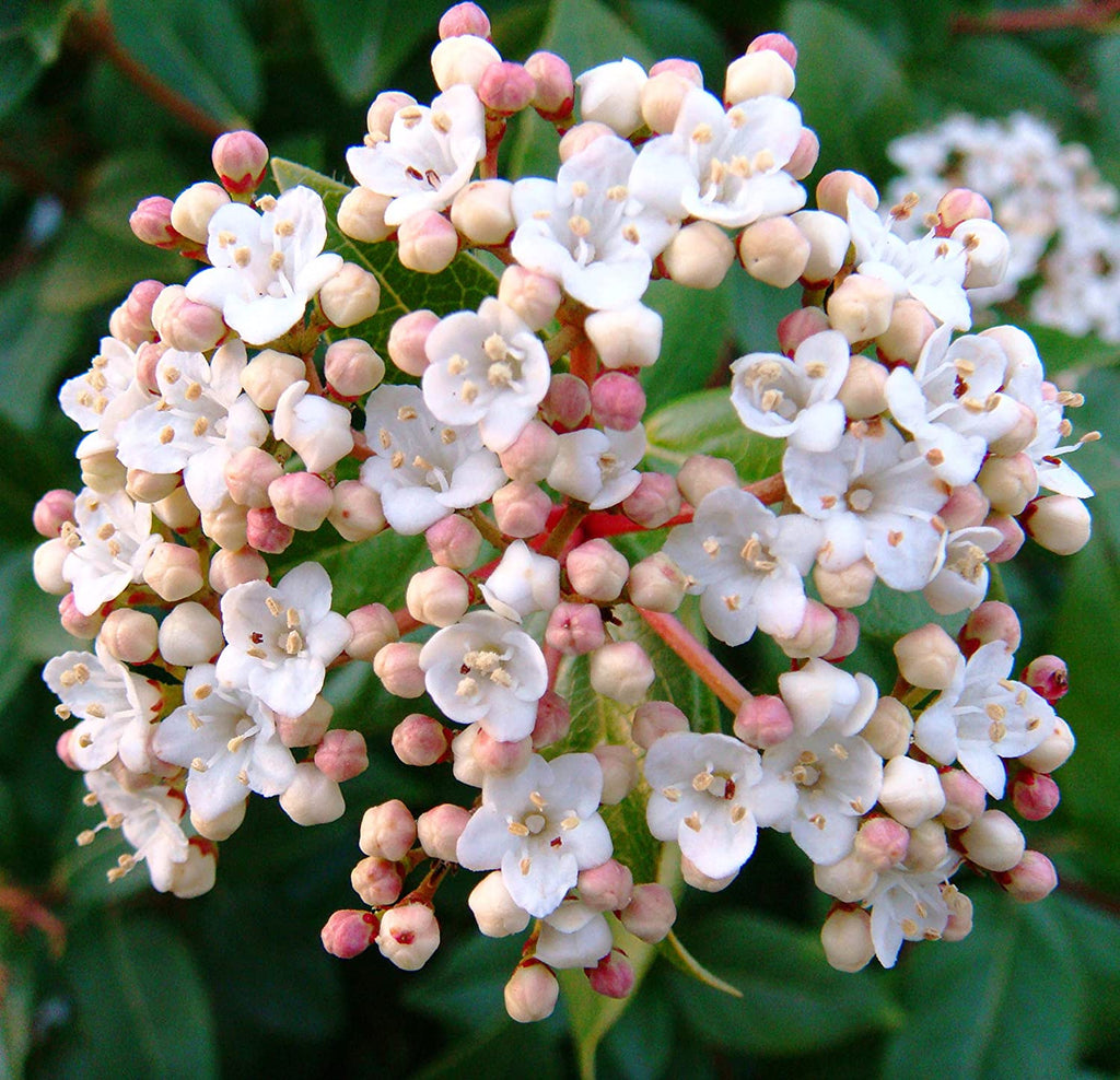 Spring Bouquet Viburnum- a Beautiful, Low-Growing Plant with Dark Green Foliage and Lightly Fragrant, Pinkish White Spring Flowers