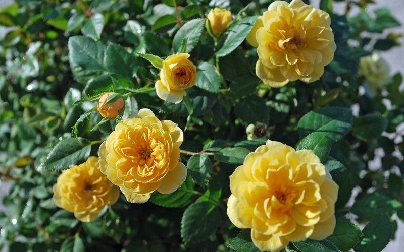 Sunrosa Yellow Shrub Rose Produces Beautiful Yellow Flowers with Glorious Fragrance On a Compact Shrub.