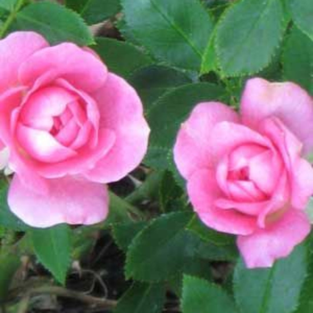 Sunrosa Fragrant Pink is a Dwarf Shrub Rose That Produces Beautiful Pink Fragrant Roses That Resemble Peonies.