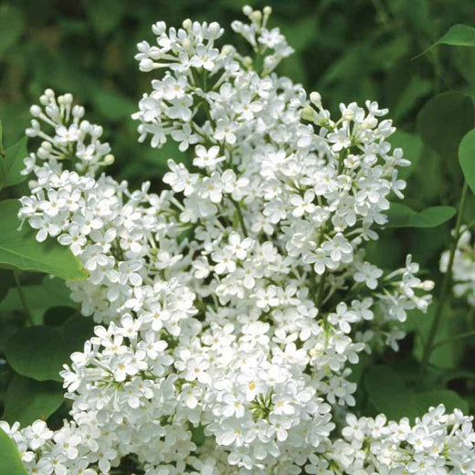 Syringa Betsy Ross Lilac