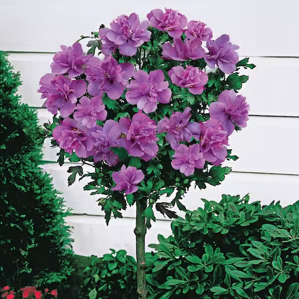 Tree Form Althea Ardens, Gorgeous Double Purple Blooms
