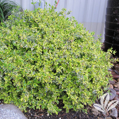 Twist of Lime Glossy Abelia