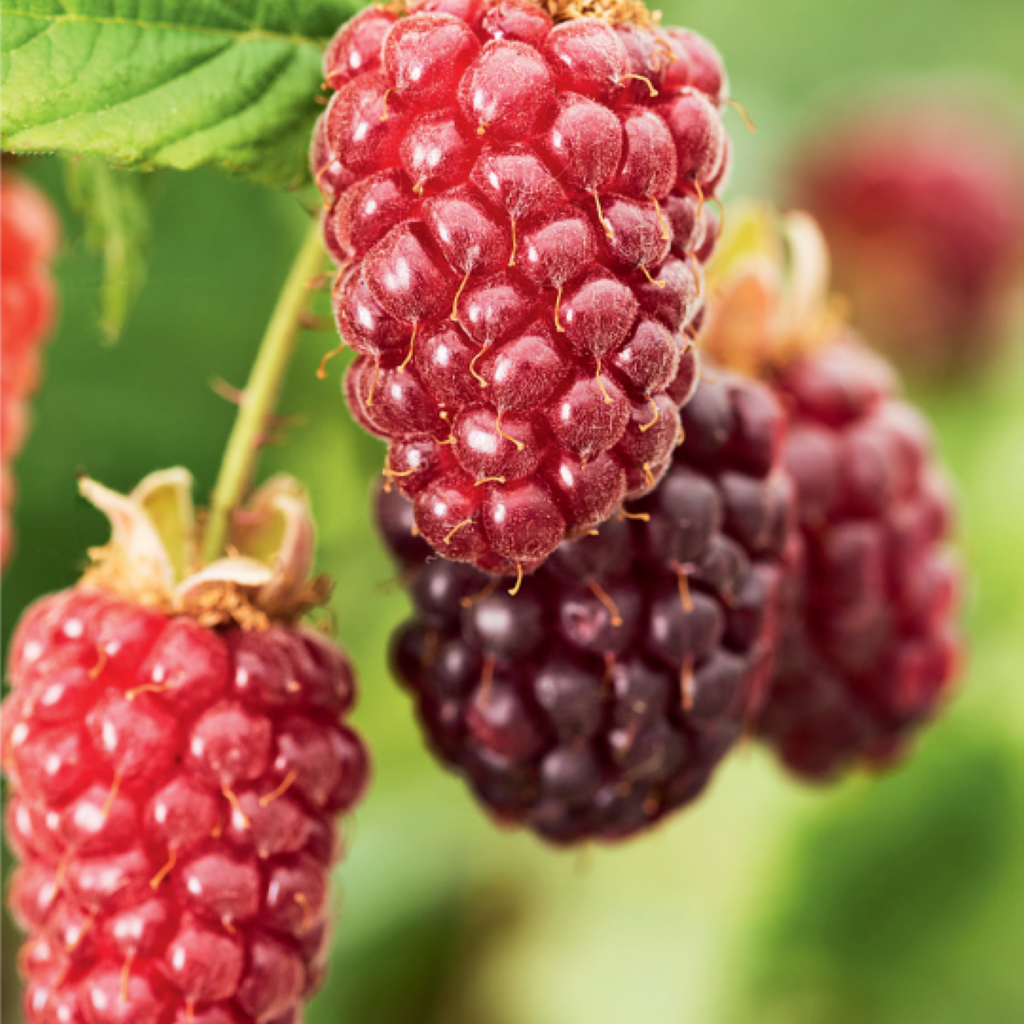 Tayberry plant with ripe red hybrid berries