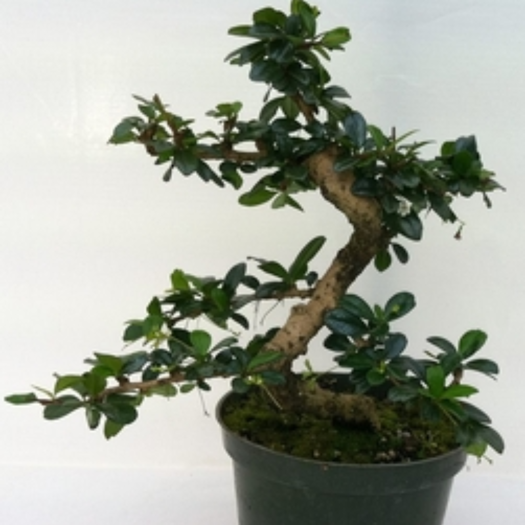 Bonsai Fukien Tea Tree (Live Plant), Indoor/Outdoor Plant