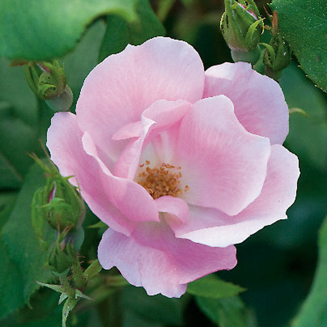 Blushing Knockout Rose-Single Pink, Most Pest and Disease Resistant