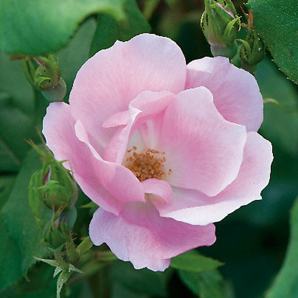 Blushing Knockout Rose-Single Pink, Most Pest and Disease Resistant