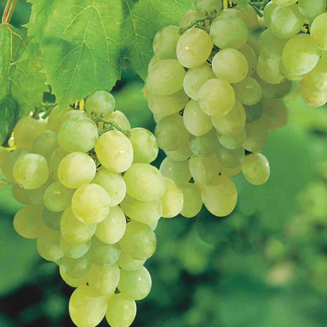 Thompson Seedless Grapes on the vine