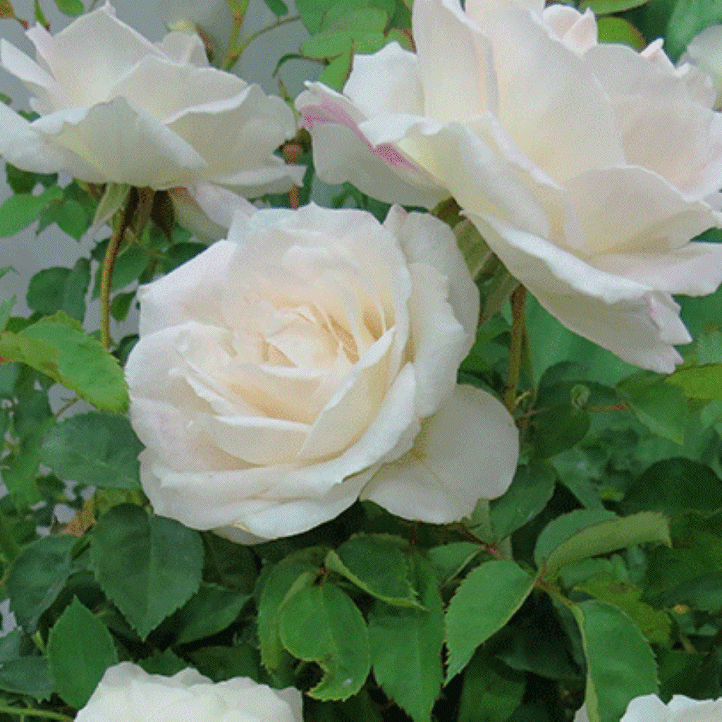White Roses Tree Background White Rose Tree