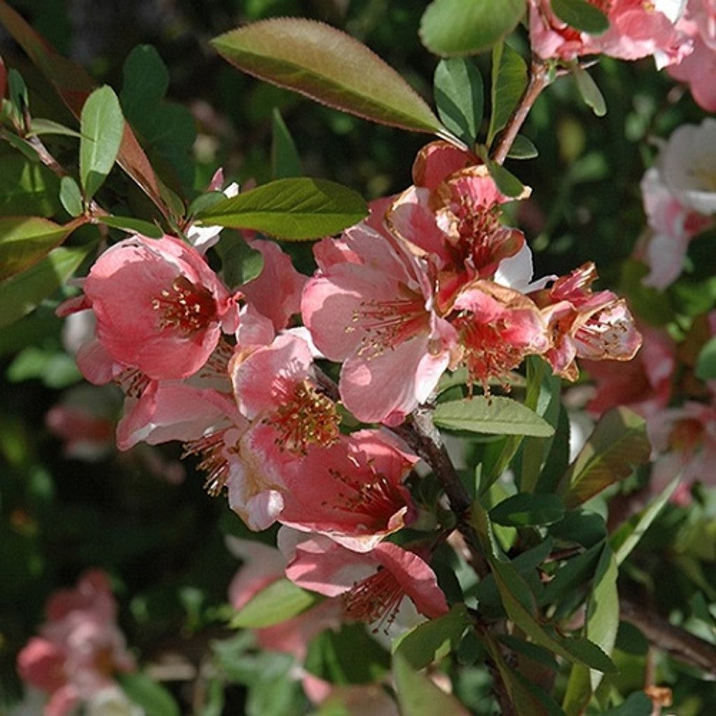 Toyo-Nishiki Flowering Quince