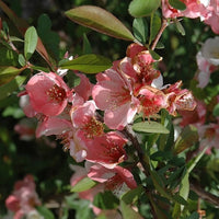 Toyo Nishiki Flowering Quince multi color spring blooms