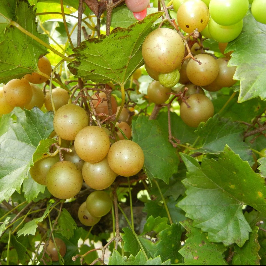 Triumph Muscadine Grape Vine