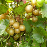 Triumph muscadine grapes growing on vine