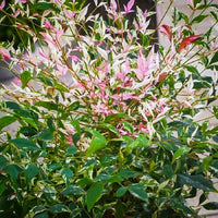 Nandina Twilight