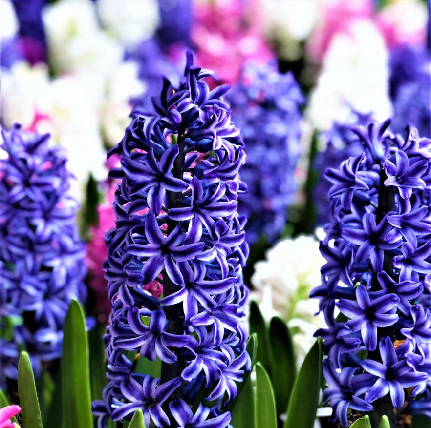 (Pack of 5 BULBS) HYACINTH BLUE JACKET Brilliant, fragrant, spikes of NAVY BLUE BLOOMS and their intense, often overpowering, fragrance.