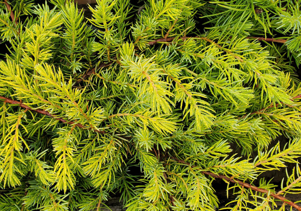 All Gold Juniper-Dense Bushy Golden Yellow Groundcover. Soft Golden Foliage, Brightest In Spring