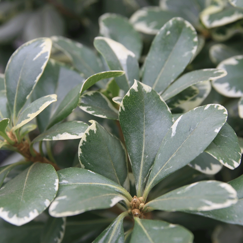 Variegated Pittosporum a.k.a. Japanese Mock Orange