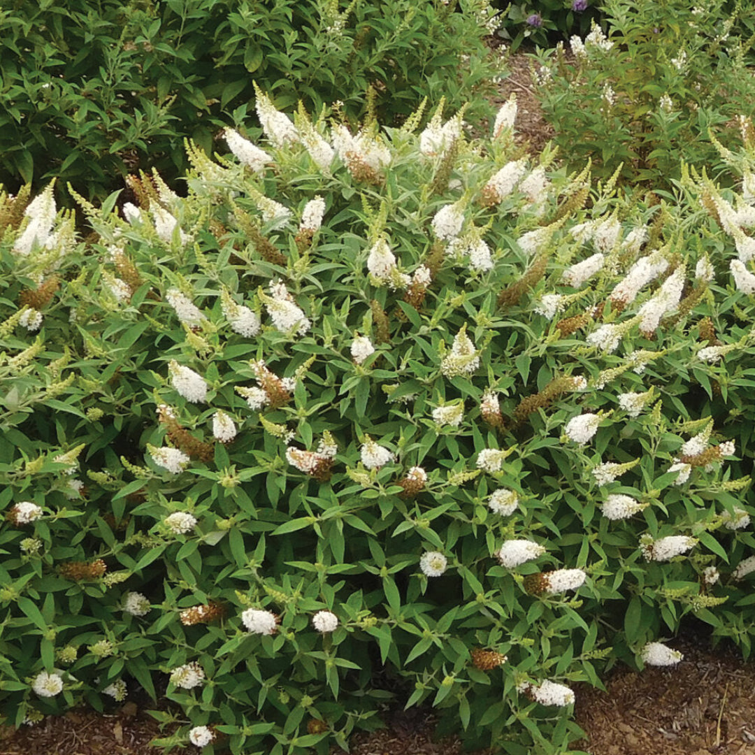 Dapper White Buddleia
