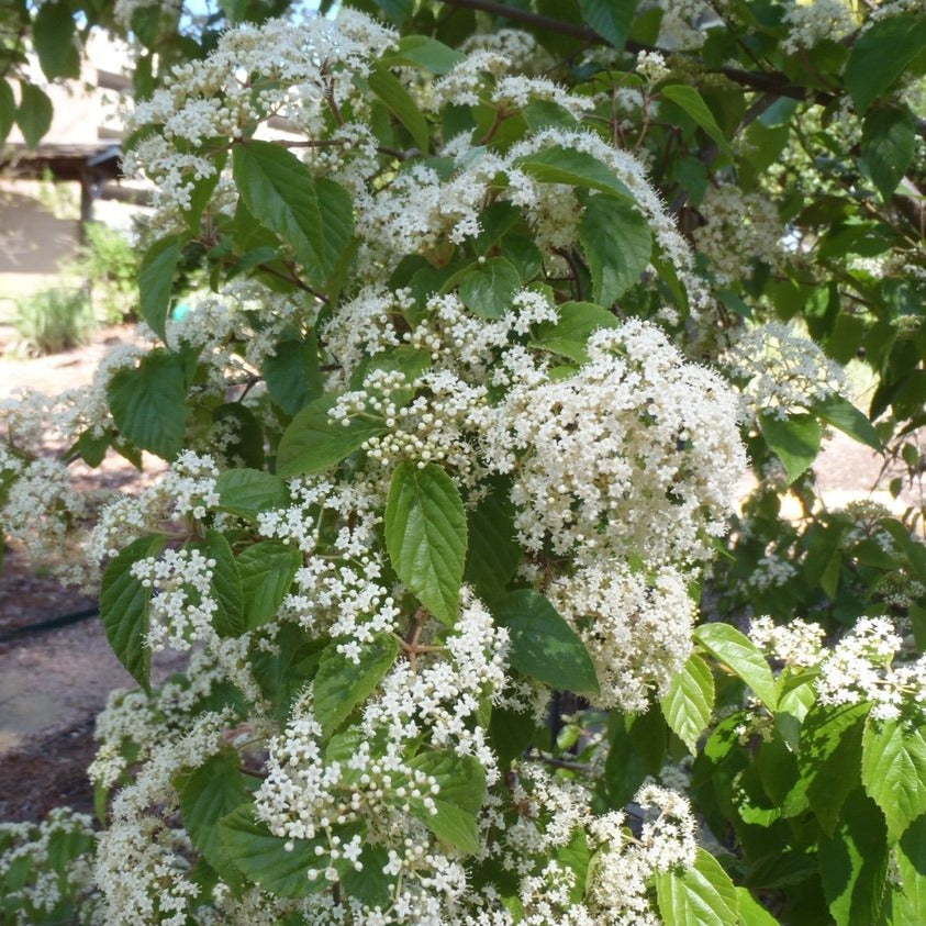 Viburnum luzonicum